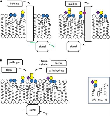 Glycosphingolipids and Infection. Potential New Therapeutic Avenues